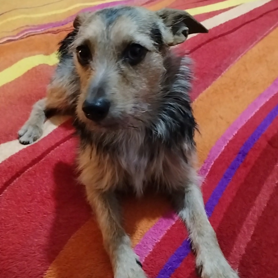 DUKE | Raza Mestizo, cruza de Chihuahua con Yorkshire Terrier  (Yorkie) | Perdido