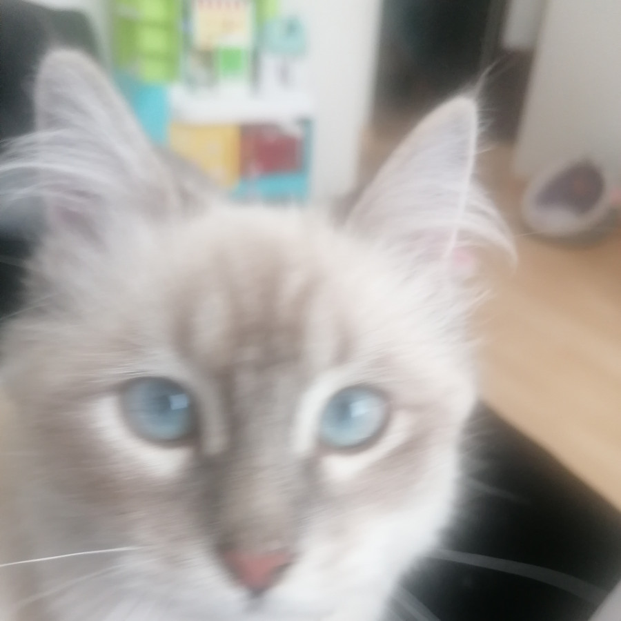 MUSHKIN | Raza Balinés punto tabby | Final Feliz