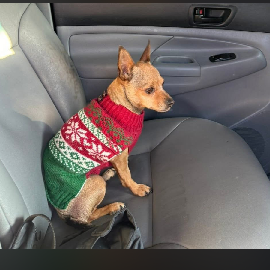 MUÑECA | Raza Chihuahua | Perdida