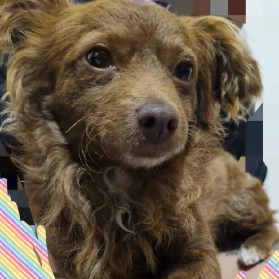  | Raza Mestiza | Encontrada