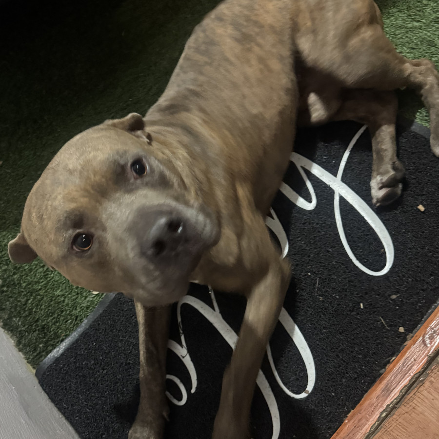  | Raza American Pitbull Terrier | Encontrado