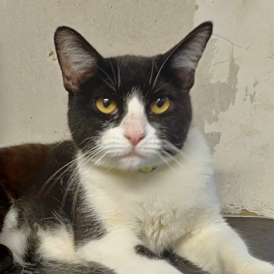 SHARPIE | Raza Doméstico Américano de Pelo Corto | En Adopción
