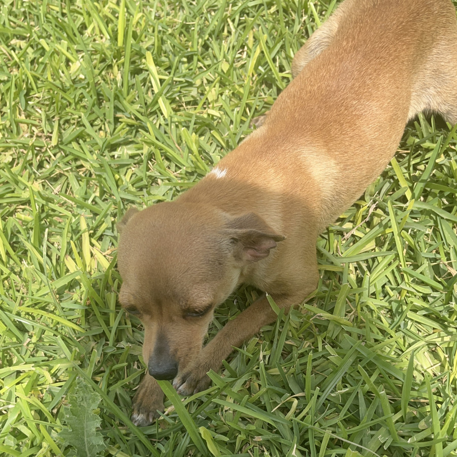 BAMBI | Raza Chihuahua | Perdida