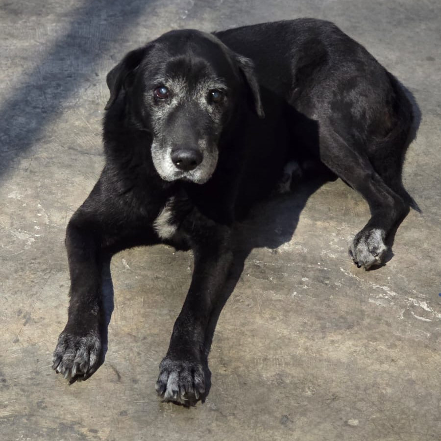 BATMAN | Raza Labrador  | Perdido