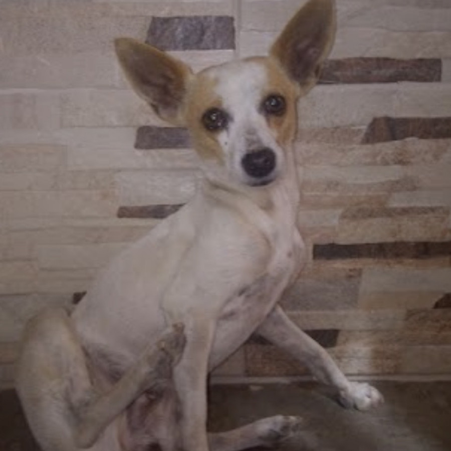 PEKY | Raza Chihuahua | Perdida