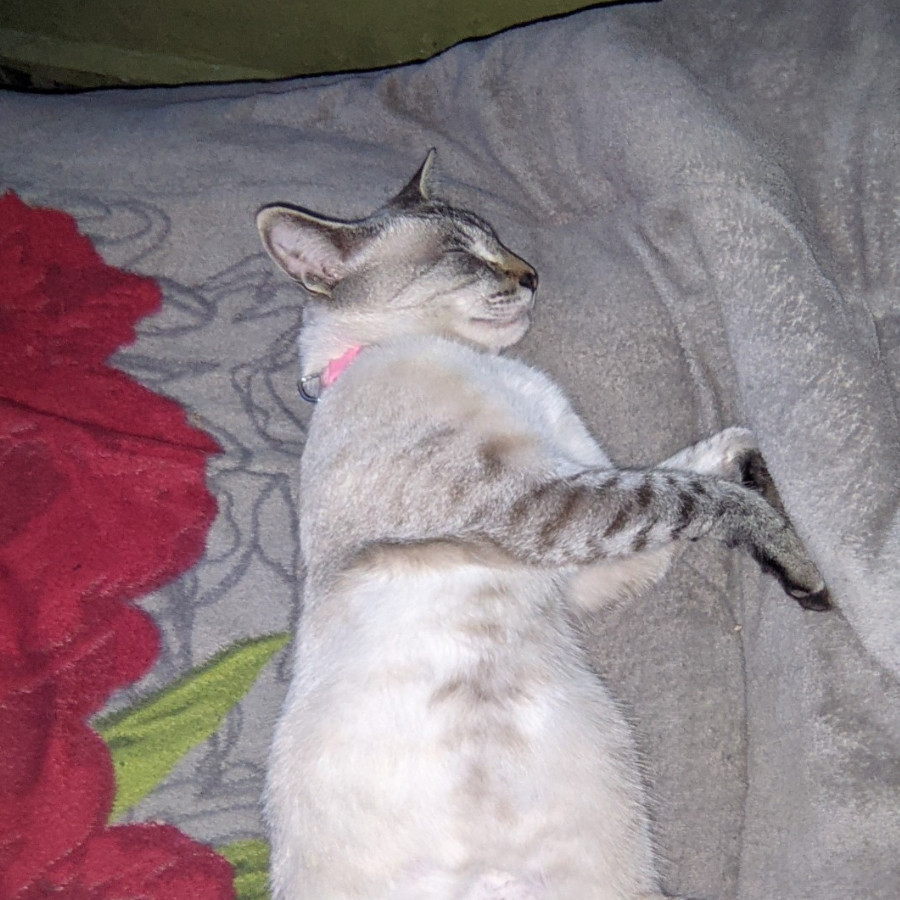BELLA | Raza Aslan o Siamés moderno, punto tabby | Perdida