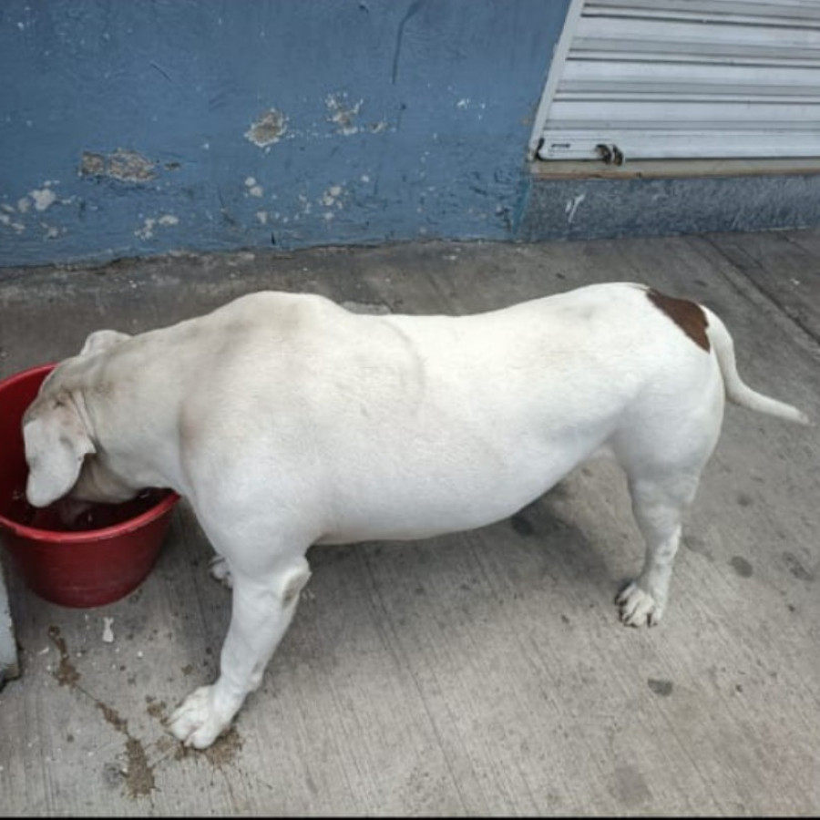 MAX | Raza American Pitbull Terrier | Perdido