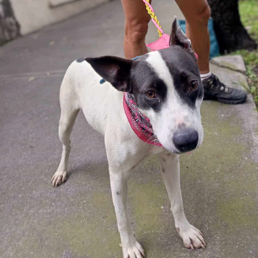 CATALINA | Raza Mestiza | En Adopción