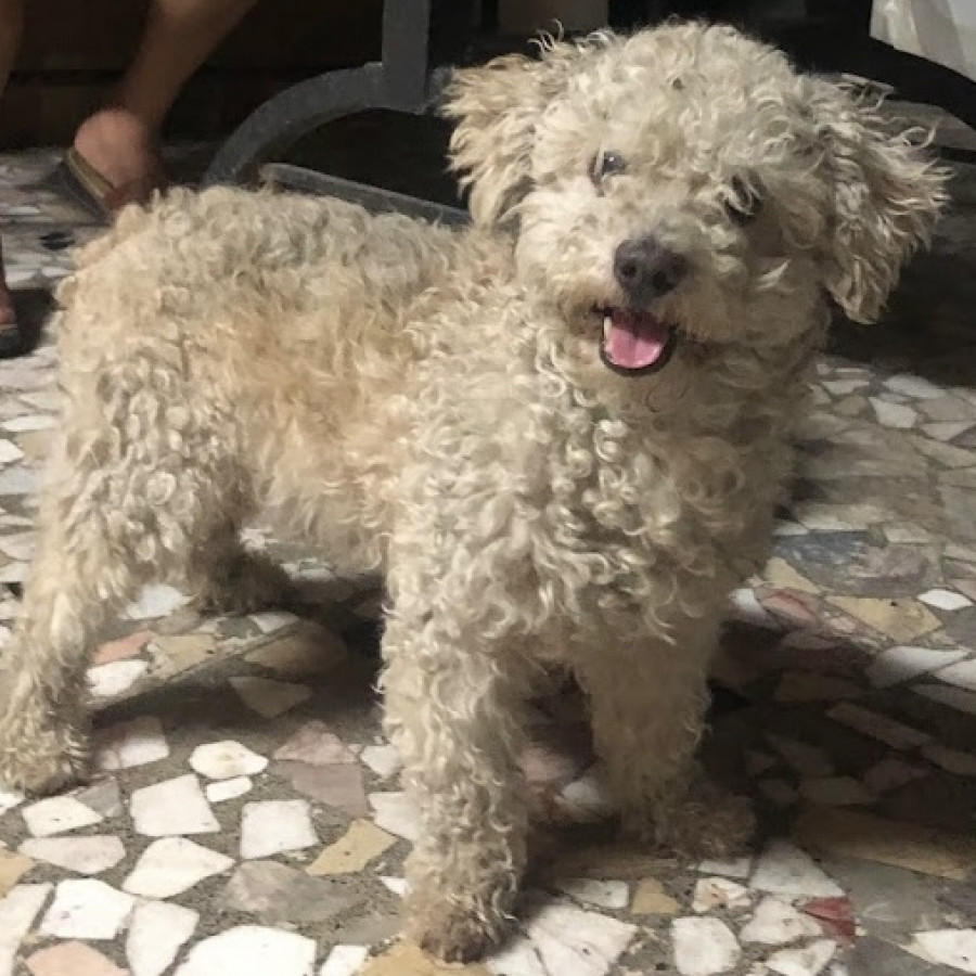 SPARKY | Raza French Poodle o Caniche | Perdido