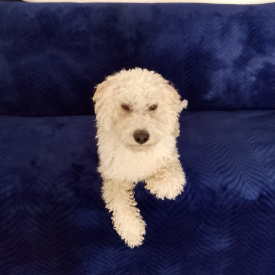 TOBY | Raza French Poodle o Caniche | Perdido