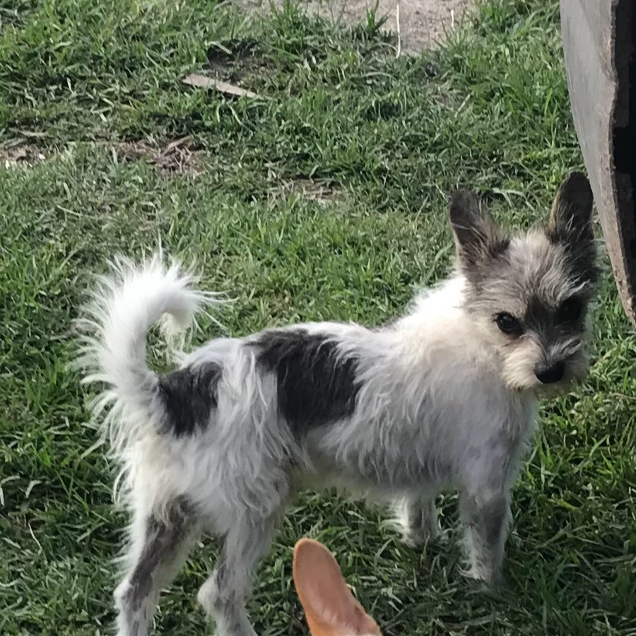CHURCO | Raza Mestizo, cruza de Chihuahua con Schnauzer | Perdido