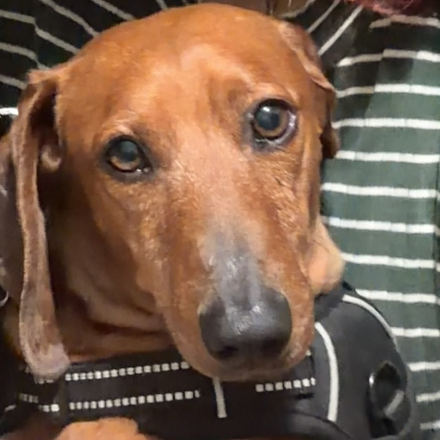 CHACHO | Raza Dachshund o Salchicha  | Perdido