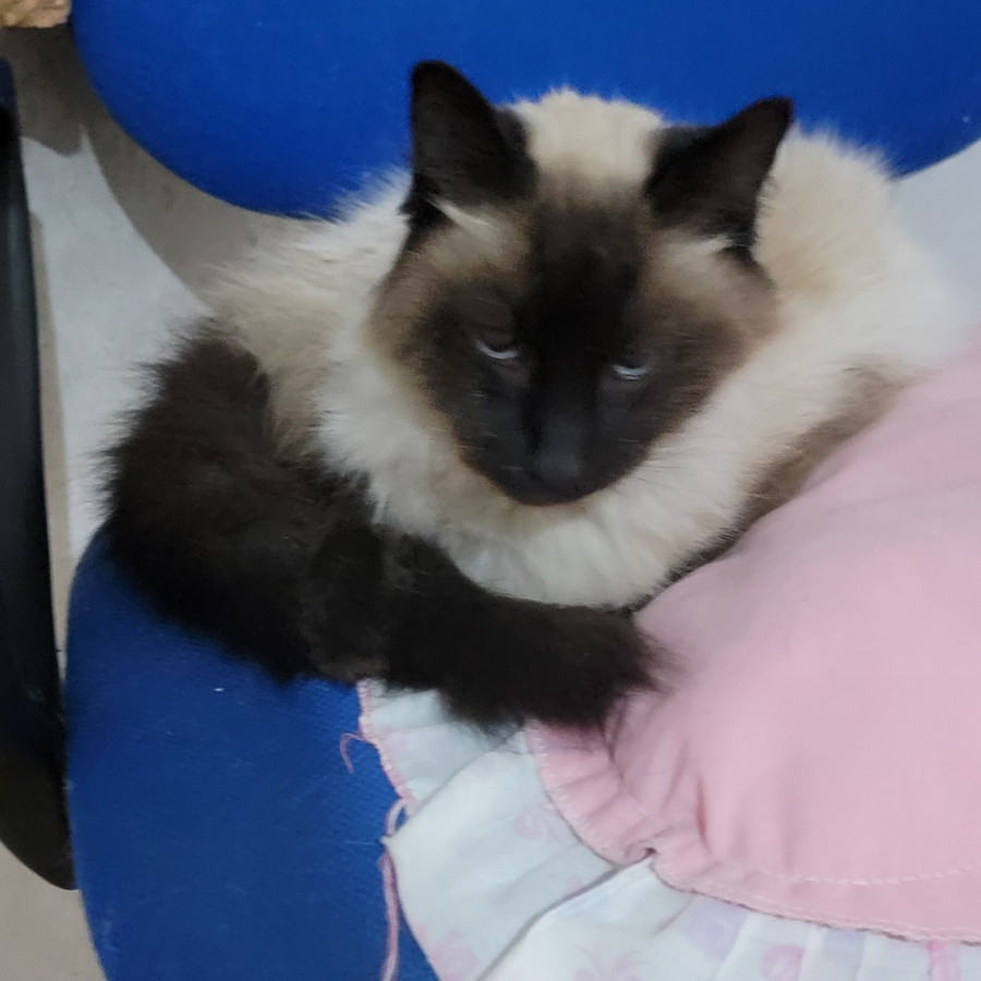  | Raza Balinés punto foca | Encontrada