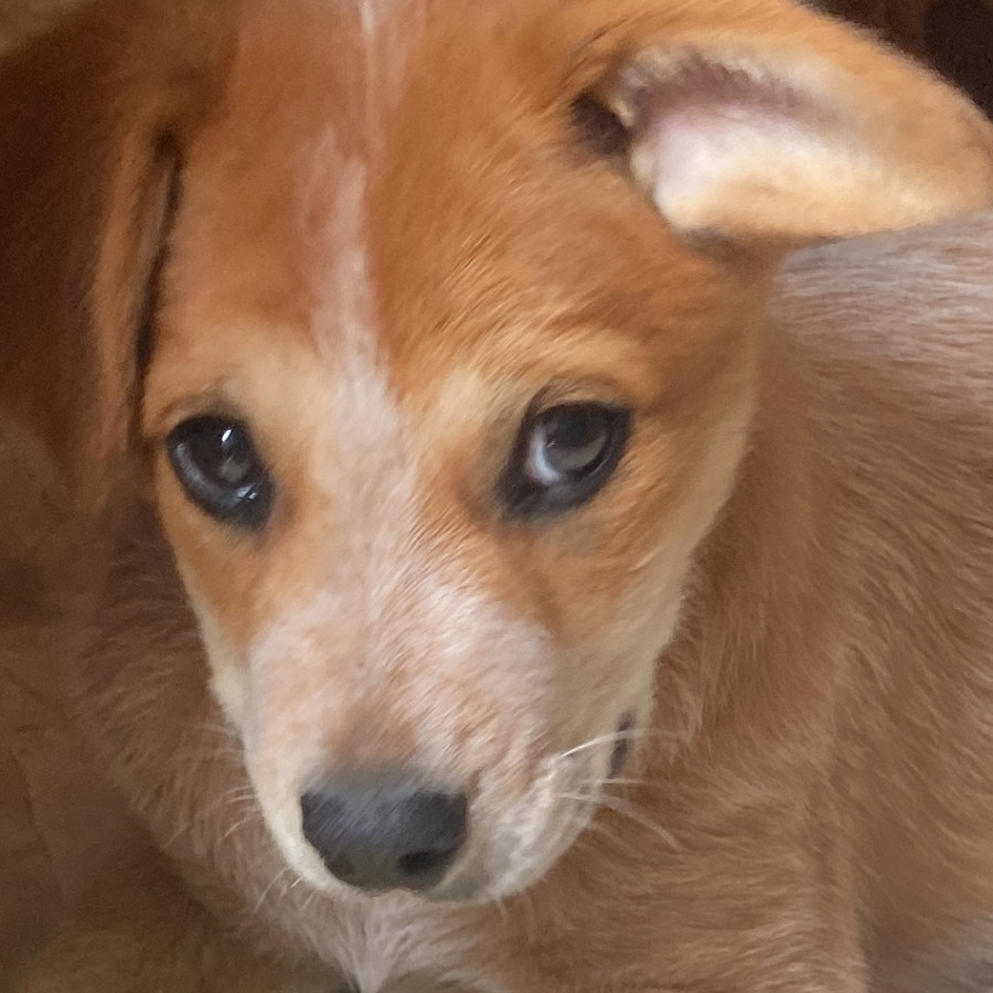 ENZO | Raza Mestizo | Final Feliz