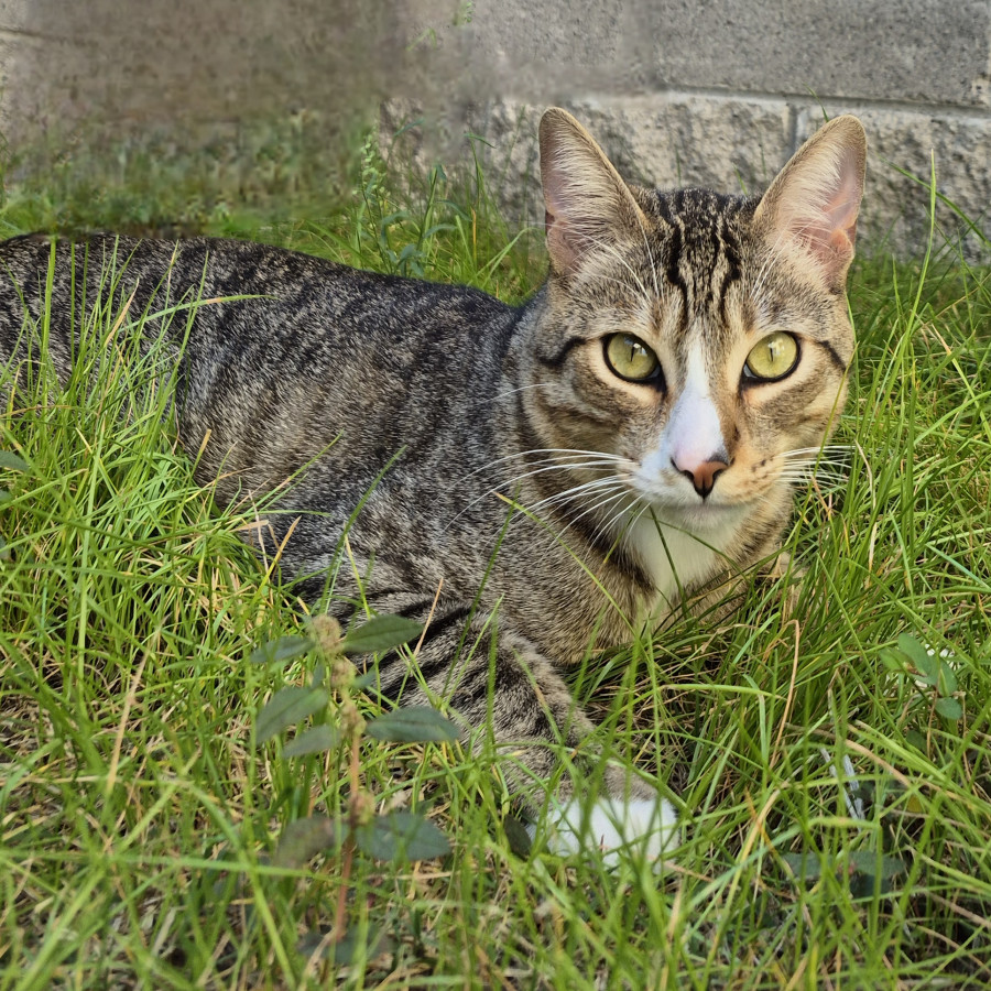 MICHI | Raza Doméstico Américano de Pelo Corto | Perdido