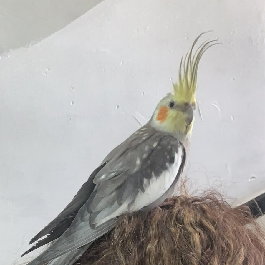  | Raza Ninfa | Encontrado