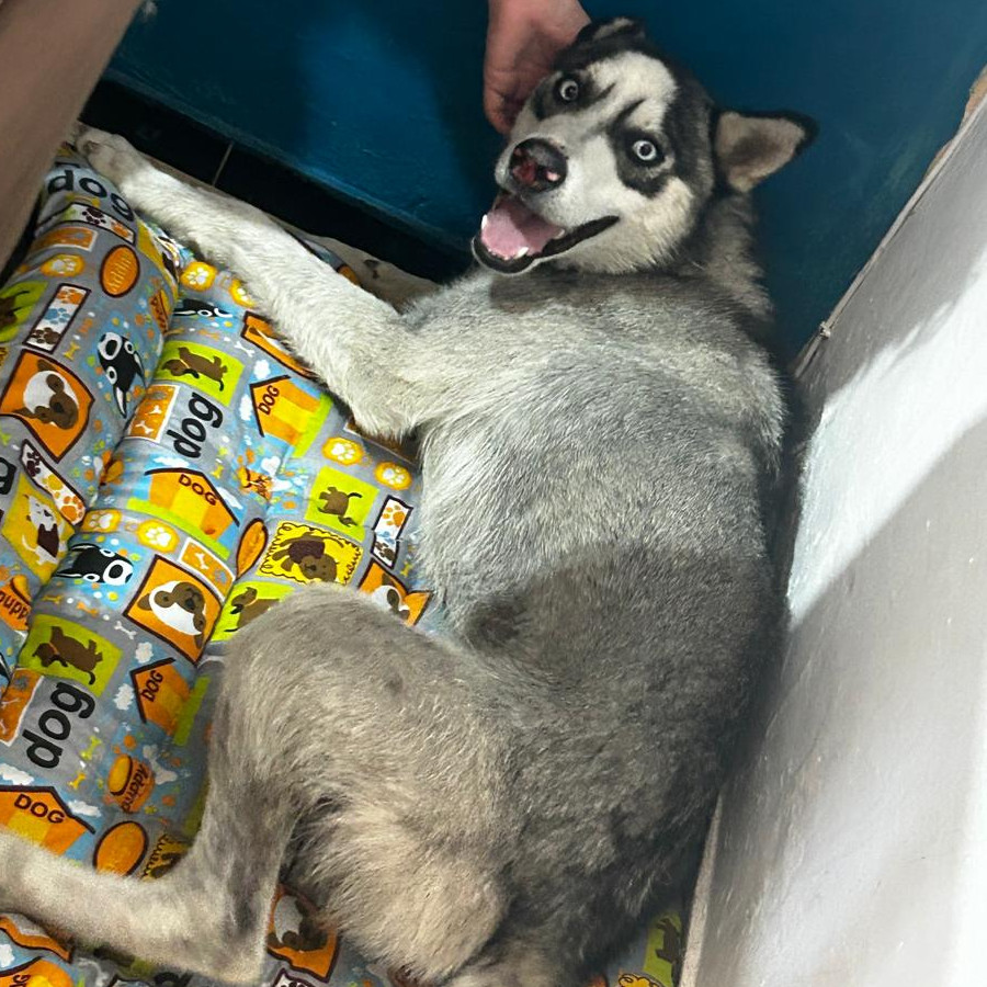 ATLAS | Raza Husky Siberiano | Perdido