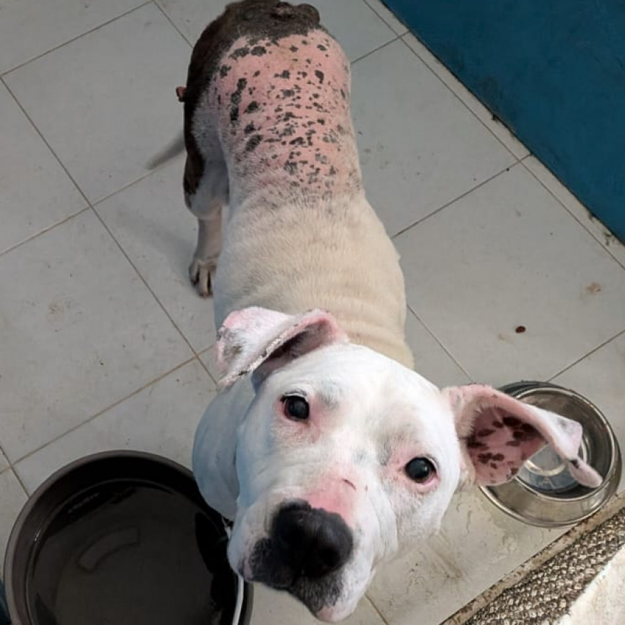 FRANCISCA | Raza American Pitbull Terrier | Perdida