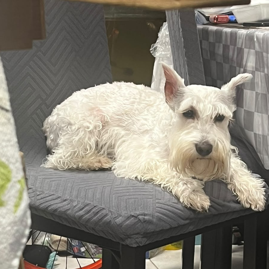 FEDERICO | Raza Schnauzer Miniatura  | Perdido