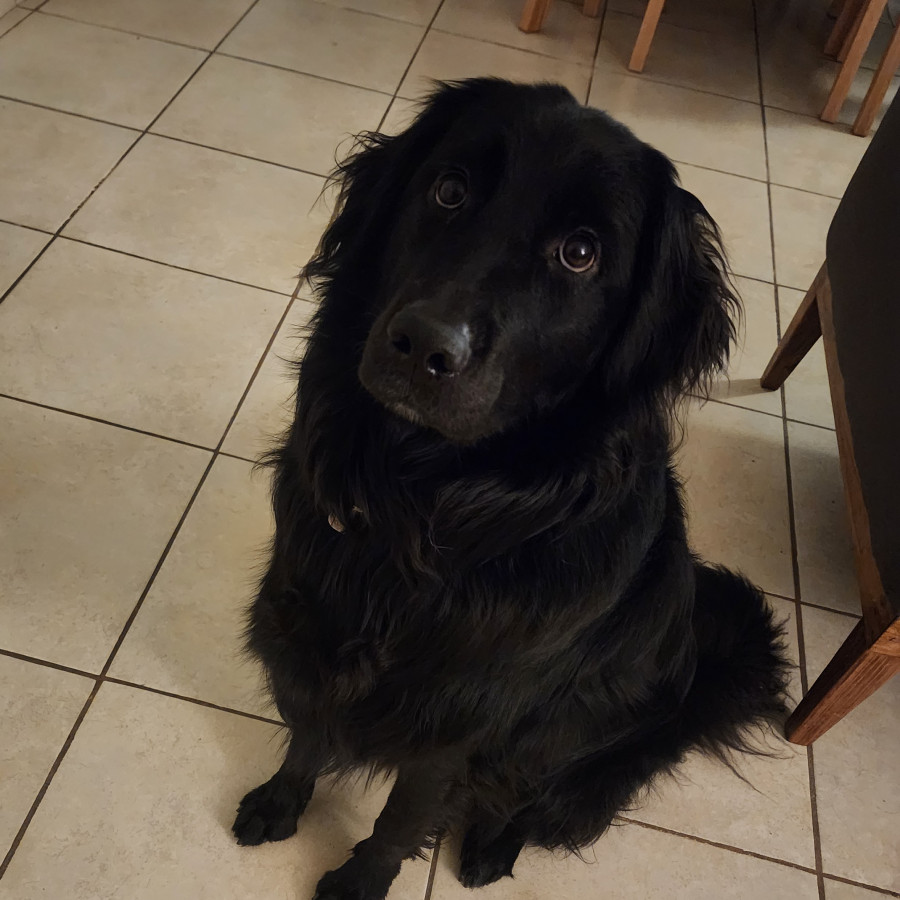 COSMOS | Raza Mestiza, cruza de Golden Retriever | Perdida