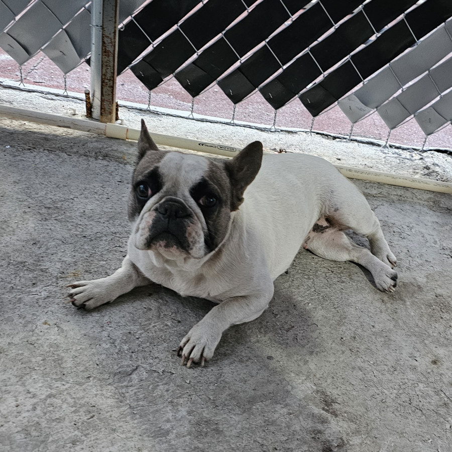 MOLLY | Raza Bulldog Francés  | Perdida