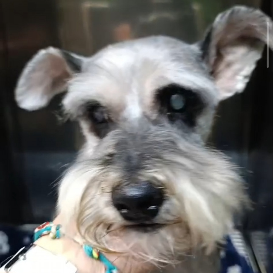  | Raza Schnauzer | Encontrado