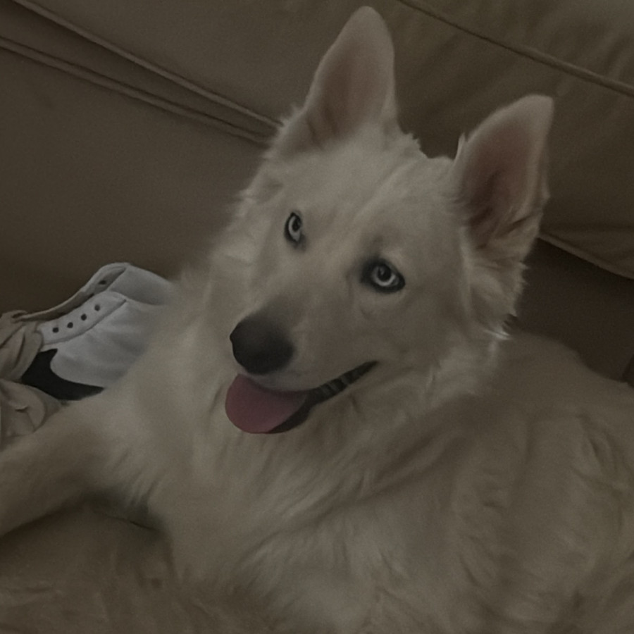 SIMONETA | Raza Husky Siberiano | Perdida