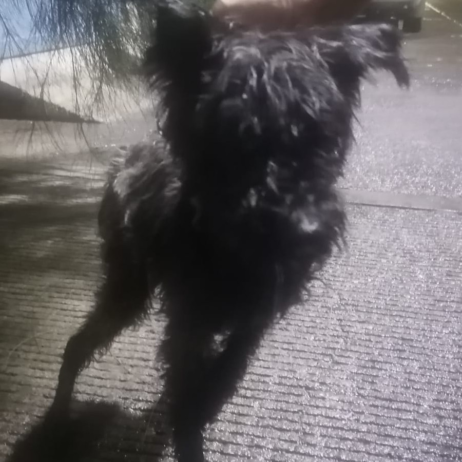  | Raza Mestiza, cruza de Schnauzer | Encontrada