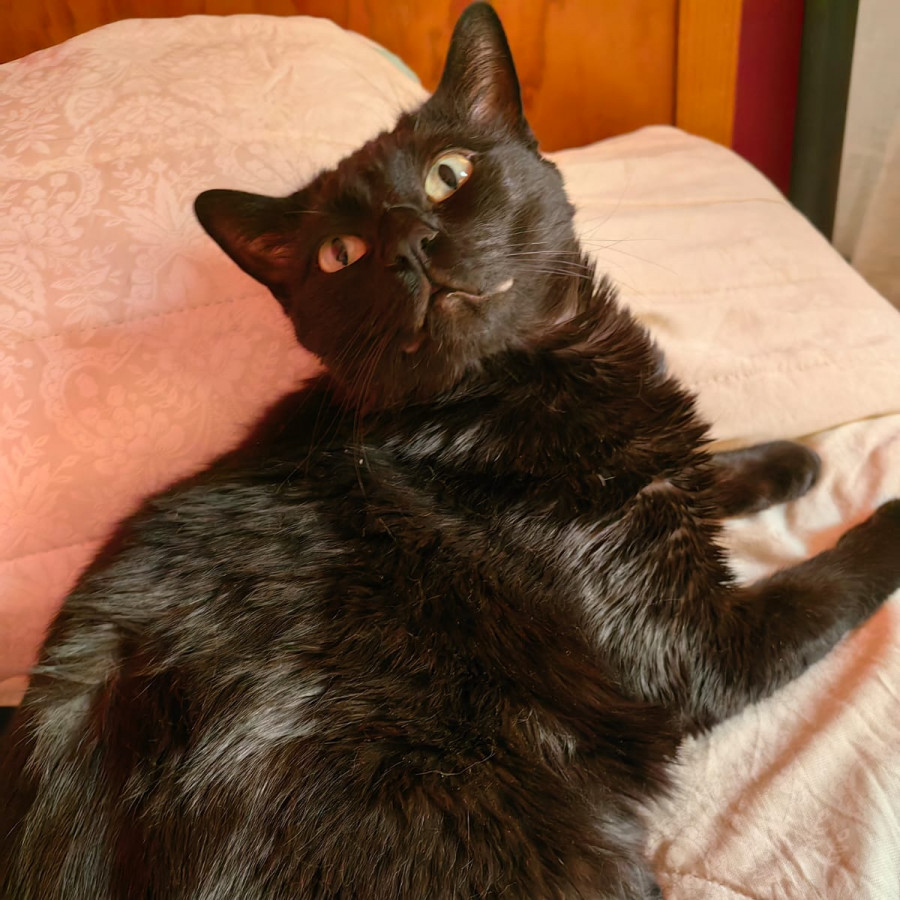 LUNA | Raza Bombay | Perdida