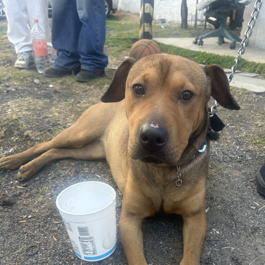 | Raza Mestiza, posible cruza de American Pitbull Terrier | Encontrada