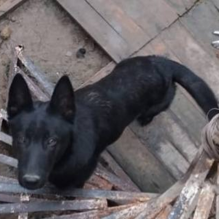 THOR | Raza Pastor Belga Maliniois | Perdido