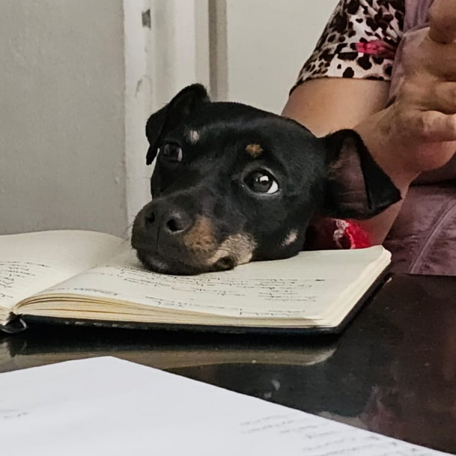  | Raza Mestiza, posible cruza de Fox Terrier | Encontrada
