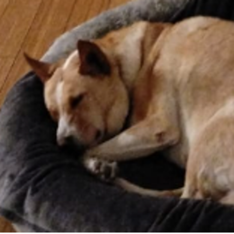 GALA | Raza Mestiza, cruza de Welsh Corgi con Labrador | Final Feliz