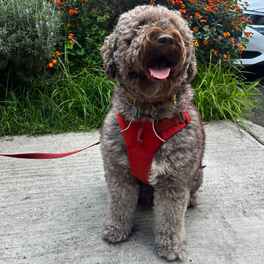 POMME | Raza Perro de Aguas Español | Perdida