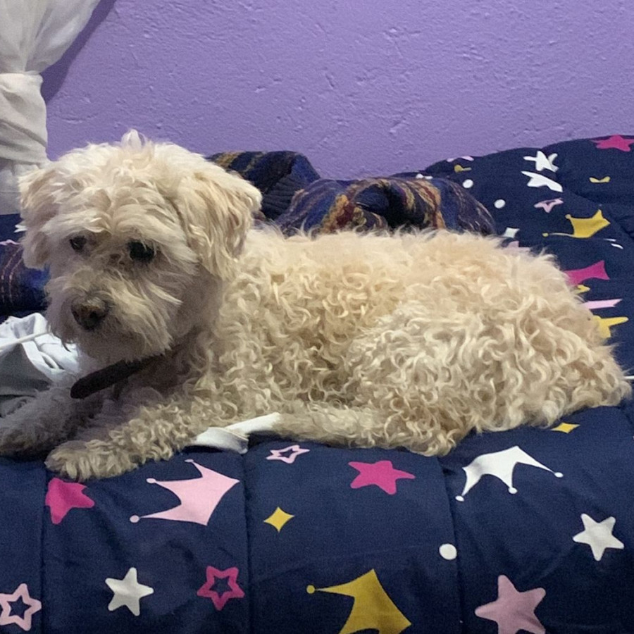 MIEL | Raza Mestiza, cruza de French Poodle con Maltés,  (Maltipoo). | Perdida