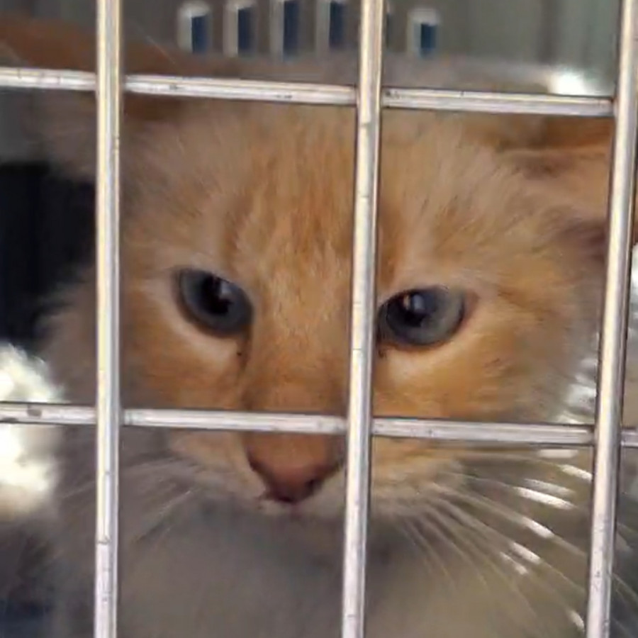  | Raza Balinés punto flama | Encontrado