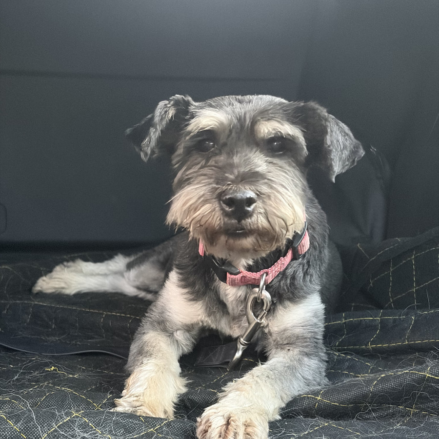  | Raza Schnauzer | Encontrada