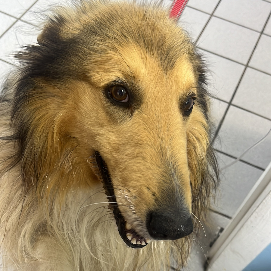 ROCO | Raza Collie | Perdido