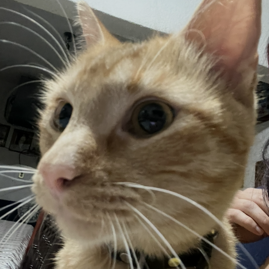 NACHITO | Raza Doméstico Américano de Pelo Corto | Perdido