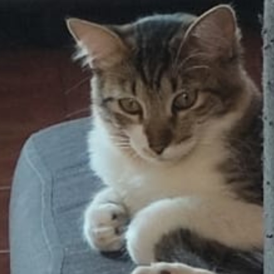 NALA | Raza Doméstico Americano de pelo semilargo | Perdida