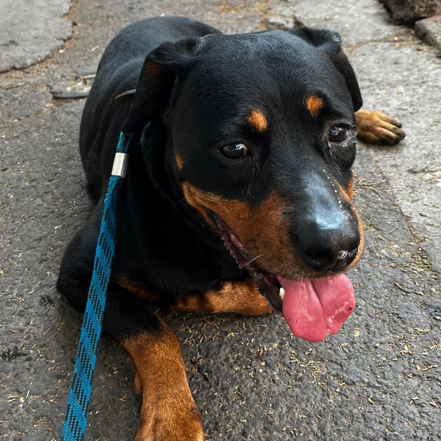  | Raza Rottweiler | Final Feliz