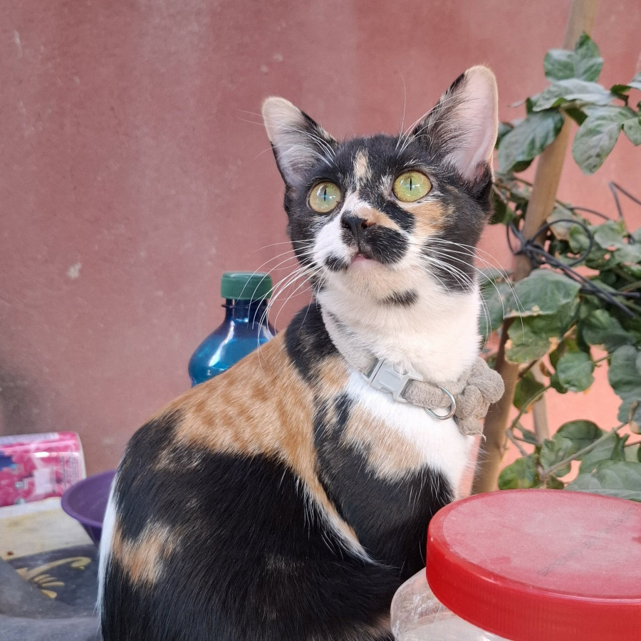 HAMSTINA | Raza Calicó de pelo corto | Perdida