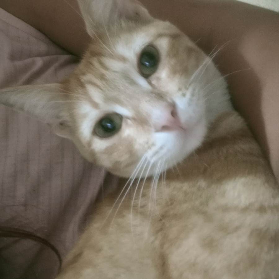 CHESTER | Raza Doméstico Américano de Pelo Corto | Perdido