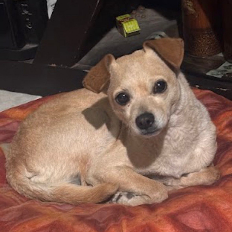 NINA | Raza Mestiza, cruza de Chihuahua | Final Feliz