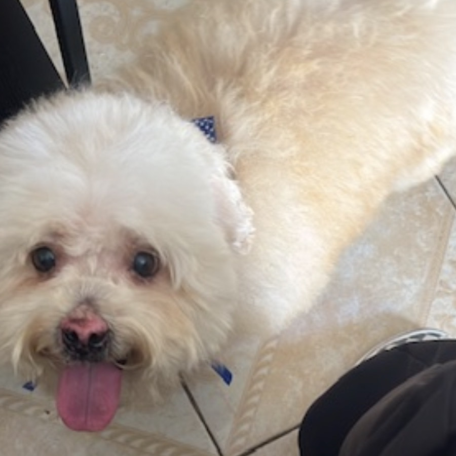 DUCKY | Raza Mestizo, cruza de French Poodle | Perdido