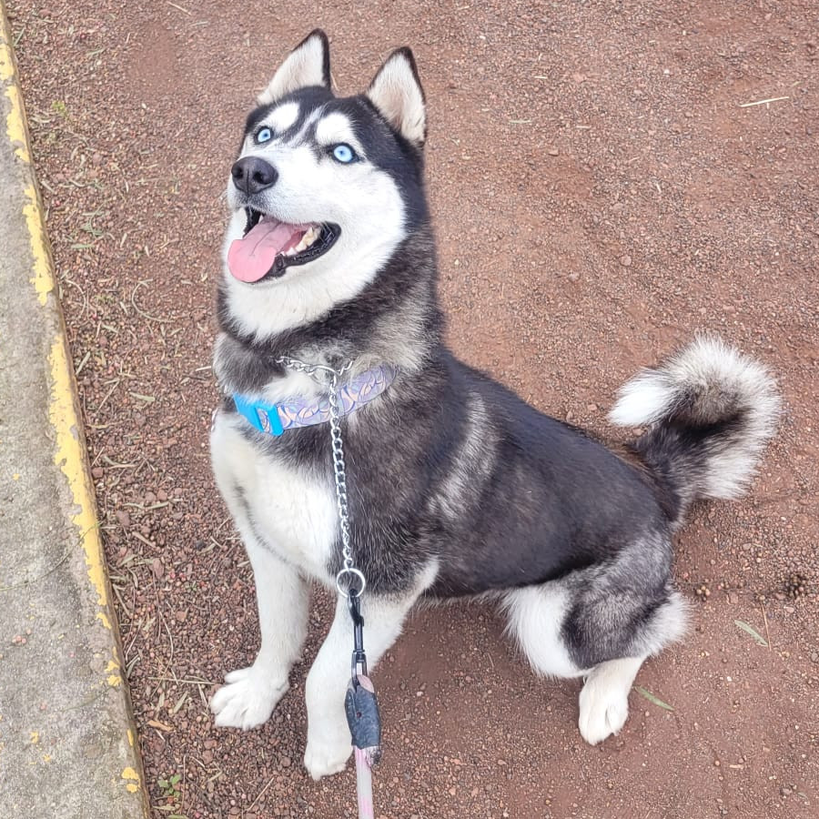 ALASI | Raza Husky Siberiano | Final Feliz