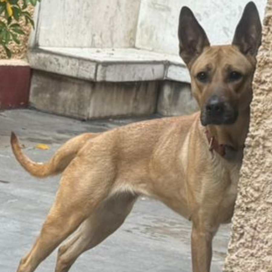  | Raza Mestiza, cruza de Pastor Belga Malinois | Encontrada