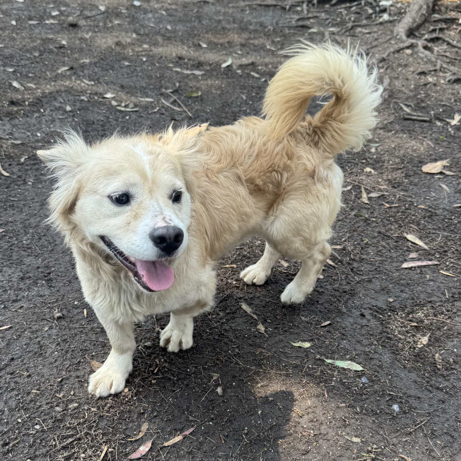  | Raza Mestizo | Encontrado