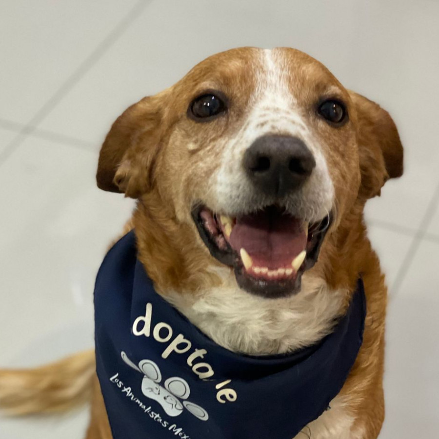 BENNY | Raza Mestizo | En Adopción