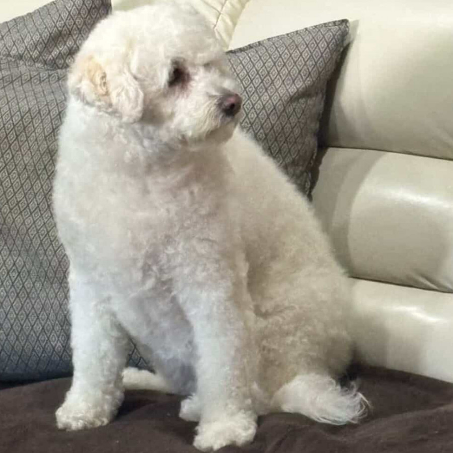 ADHARA | Raza Mestiza, cruza de French Poodle | Perdida